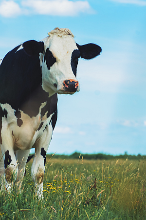 Stock image of a farm animal