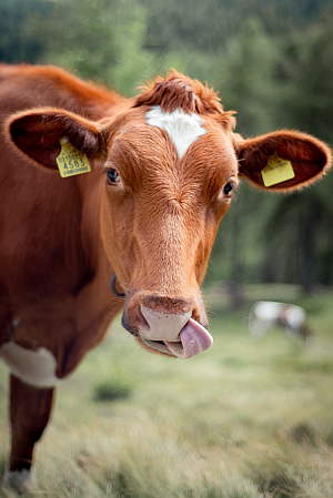 Stock image of a farm animal