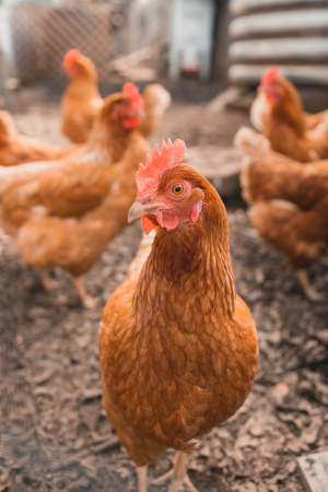 Stock image of a farm animal